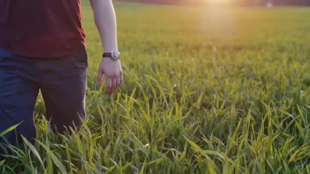 Nahaufnahme von Liebenden, die einander an der Hand nehmen. Mann und Frau gehen bei Sonnenuntergang im langen Gras spazieren. slow mo, steadicam shot. — Stockvideo