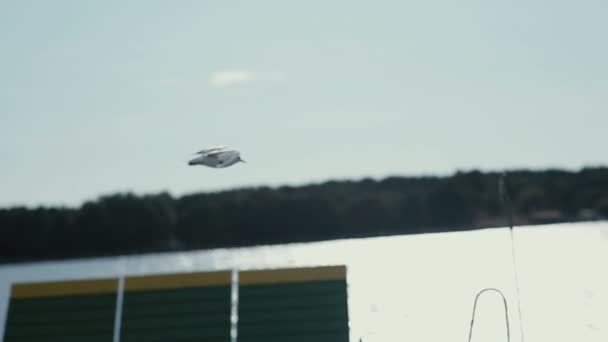 En fiskmås fluga balansera på strömmar av luften ovanför vattenlinjen. — Stockvideo