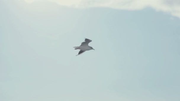 Біла чайка, що висить на блакитному небі . — стокове відео