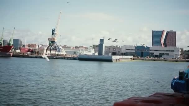 En liten flock vita måsar flyger i en upptagen hamn. — Stockvideo