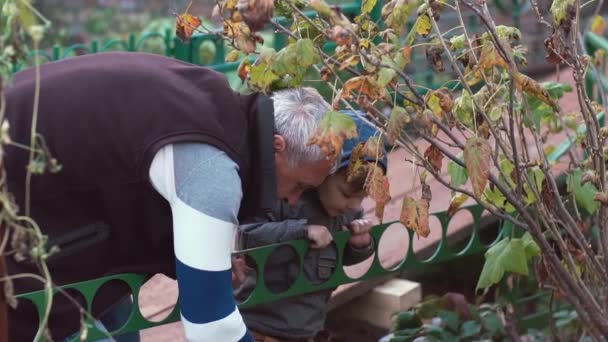 Kisfiú áll, közel egy öreg ember, szamóca szedés a kertben. Lassú mo — Stock videók