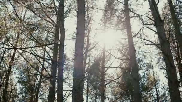 Solens strålar skiner mellan tallarna i skogen. — Stockvideo
