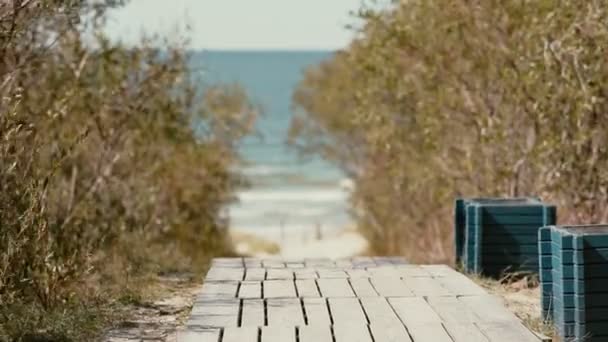 I rami di alto cespuglio che crescono lungo la strada che porta alla riva vacillano nell'aria . — Video Stock