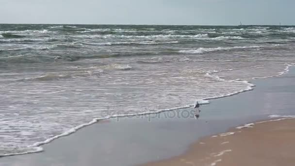 En söt vit och grå havsfiskmåsen går på en sandstrand. — Stockvideo