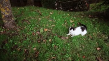 Şirin bir siyah ve beyaz kedi çim ağacın altında bir kahverengi kurbağa ile oynuyor.