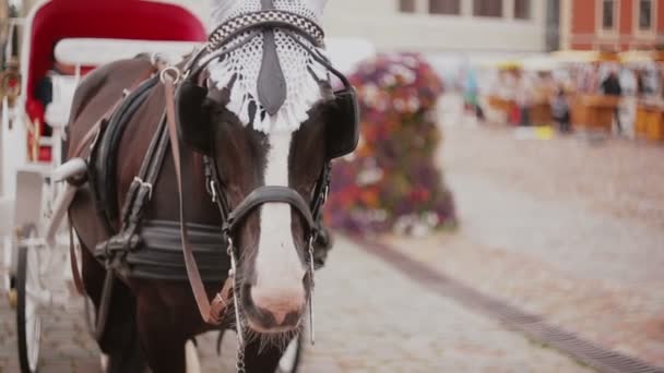 Un primo piano di cavallo imbrigliato in una bella carrozza festosa che si trova su una piazza acciottolata . — Video Stock