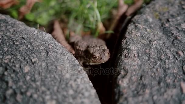 Un primer plano de una rana marrón sentada entre dos piedras — Vídeo de stock