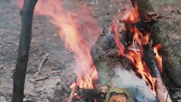 Offener Kamin. Schöne Aussicht auf das Verbrennen von Holz am Tag. — Stockvideo