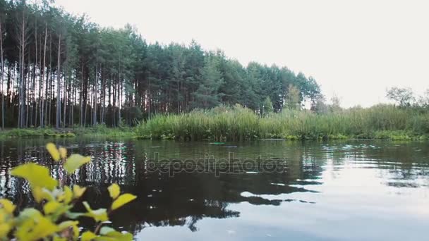 Lively man enjoys time in the nature. He jumps into water. Forest at the background — Stock Video