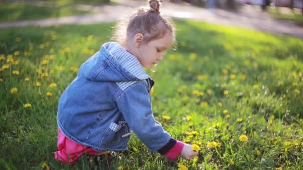 Schattige mooie meisje boeket van paardebloemen maken op een zonnige dag. Mooie kleine dame, het kiezen van de beste bloemen. — Stockvideo