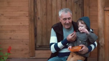 Dedesi kucağına oturan ve turuncu kaseden meyveleri yemekten başlıklı küçük çocuk. Yaşlı adam besleme torunu. 4k