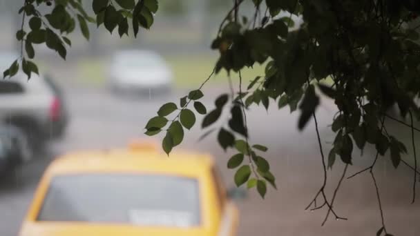 Lluvia que cae sobre las ramas de un árbol. Un coche borroso pasando y un taxi al fondo . — Vídeos de Stock