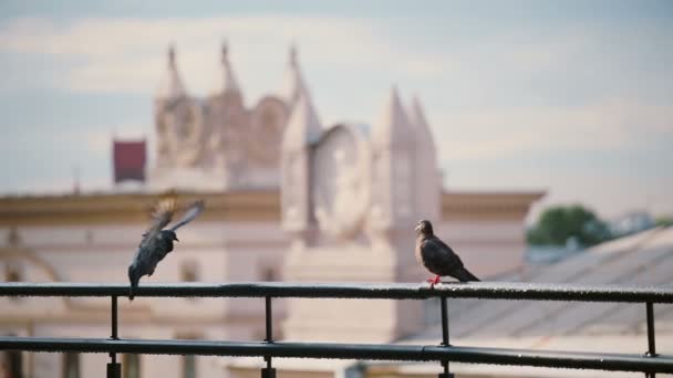 Uccelli seduti su un parapetto sul tetto nella giornata di sole. Vista sulla città di Minsk. Piccioni volano su un tetto . — Video Stock