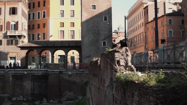 Vista de la plaza de Largo di Torre Argentina en Roma, Italia. Ubicación de la excavación arqueológica. El gato se sienta en la excavación . — Vídeo de stock