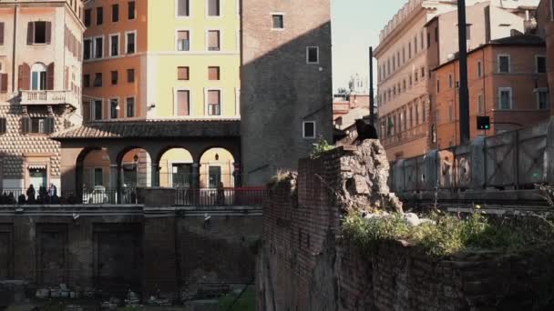 Vista de la plaza de Largo di Torre Argentina en Roma, Italia. Ubicación de la excavación arqueológica. El gato se sienta en la excavación . — Vídeos de Stock