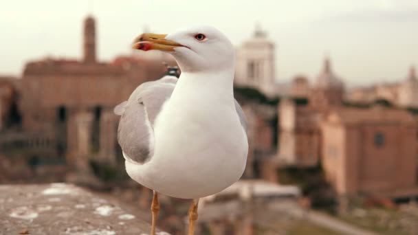 Vista de cerca de la gaviota blanca sentada en el techo. Un pajarito levanta una pata y un ala. Ciudad vieja en el fondo . — Vídeo de stock