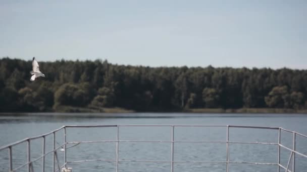 Hermoso paisaje de amarre del río y bosque en el fondo. Gaviotas volando cerca del agua . — Vídeos de Stock