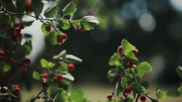 Hawthorn berries on a branch on a summer day. Close-up view of red berries of hawthorn on bush. — Stock Video