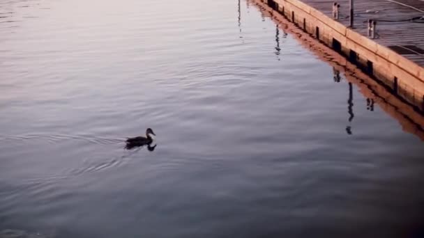 Entenschwimmen im See allein bei Sonnenuntergang. Naturblick mit Holzliegeplatz und Tier. — Stockvideo