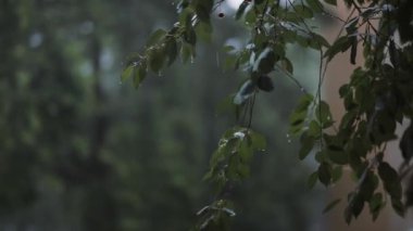 Ağaçlar yeşil yapraklarda yağmur. Ses ile dalları Rüzgar esiyor.