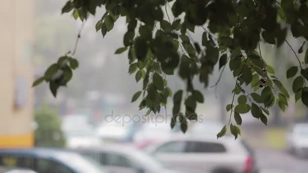 木の枝に雨が降り注ぐ。背景にぼやけ車。音で. — ストック動画