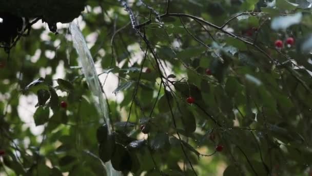 Lluvia sobre un cerezo. Cerezas en un árbol. Lluvia de agua vierte desde un techo con sonido . — Vídeos de Stock