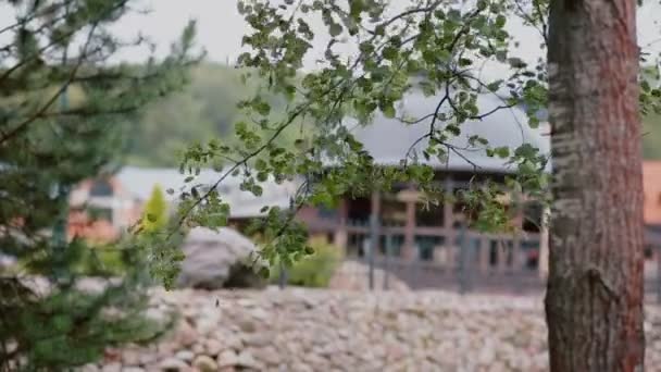 Una rama del árbol con muchas hojas pequeñas que tiemblan en el viento . — Vídeo de stock