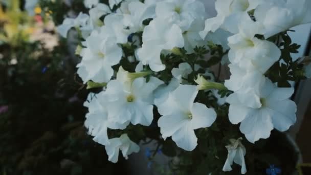 Bílé Petunie v květinové postel vlny do větru. Jarní jasný den, přírodní pozadí. Zahrada u domu. Detailní zobrazení — Stock video