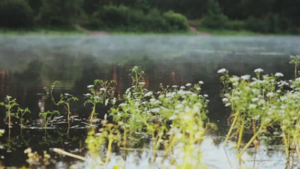 Vista de cerca de las plantas de agua y la niebla flota sobre el agua, lago. Hermoso paisaje matutino en el bosque . — Vídeo de stock