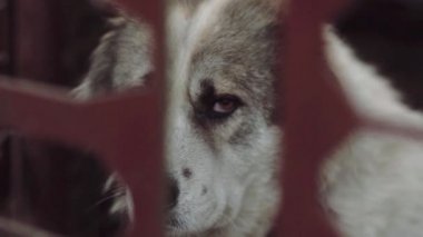 Yalnız üzücü köpek çit oturan, bekliyor. Sevimli hayvan kayıp ve şimdi evsiz, köpek kulübesi de tek başına.