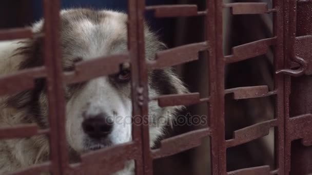 Schöner großer Hund, der am Metallkäfig sitzt und traurig nach draußen schaut. Obdachloses Tier. — Stockvideo