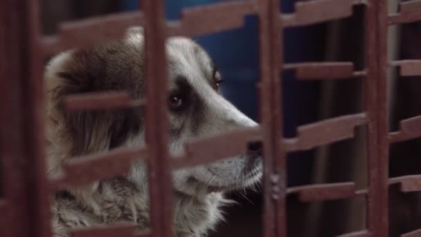 Vista de perto para o grande cão triste sentado na gaiola. Animal cão guarda de segurança esperando pessoas perto da cerca . — Vídeo de Stock