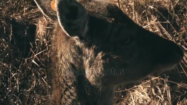 Roztomilý malý jelen chůzi na louce. Hnědá plavá pasoucí se na poli, jíst trávu. — Stock video