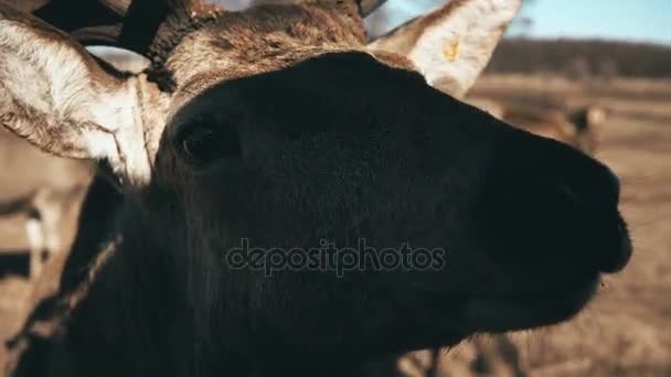 People from the car feeding the brown deer on the meadow. A herd of reindeer and fawn is grazing on the field. — Stock Video