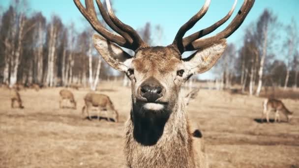 Grande cervo marrone guardando nella fotocamera e mastica, mandria degli animali sullo sfondo. Prato autunnale . — Video Stock