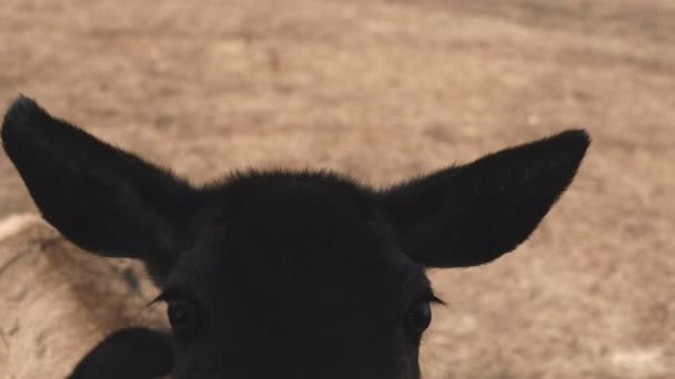 Jeune petit cerf debout près de la fenêtre de la voiture, les mains d'enfant tapotent sur le dos. Excursion dans un zoo avec des animaux sauvages le jour d'automne .