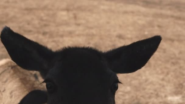 Giovane cervo in piedi vicino al finestrino dell'auto, piccoletto sulla schiena. Escursione in uno zoo con animali selvatici in autunno . — Video Stock