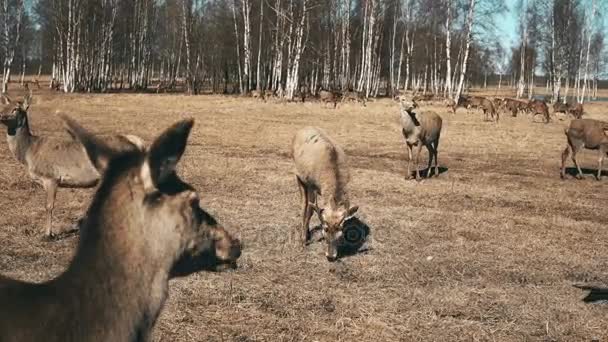 Κοπάδι των χαριτωμένο μικρό fawns ζωοτροφών, τσουχτερός χόρτο στο φόντο φωτεινή ηλιόλουστη ημέρα. Άγρια ελάφια περπάτημα στο Λιβάδι. — Αρχείο Βίντεο