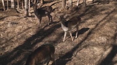 Küçük geyik sonbahar gün ormanda yürür. Kahverengi açık kahverengi sahada besleme sıyrılmak bir çayır on.