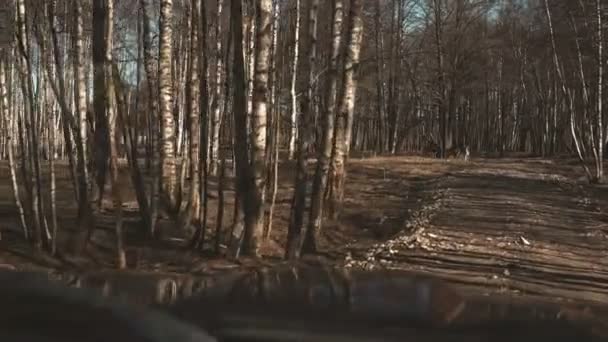 Vue dans la voiture. La voiture traverse le champ, près du bois. Cerfs sauvages sont venus à la route, marchant sur la prairie . — Video