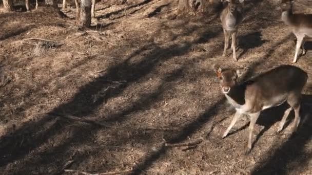 Kleine Hirsche spazieren am Herbsttag durch die Natur. braunes Rehkitz auf der Weide. — Stockvideo