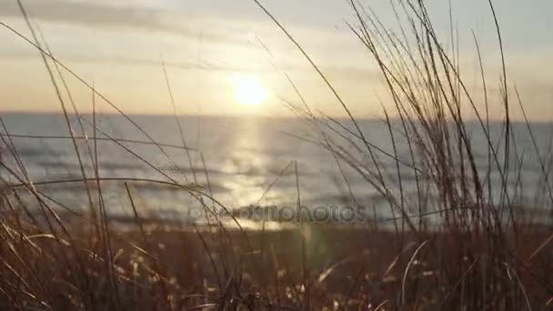 Close-up view of the grass, wind stirs the plant. Woman walking on the background on the shore of the beach on sunset. — Stock Video