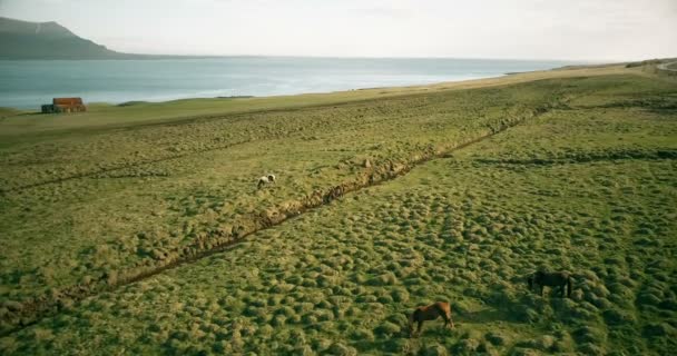 Vue aérienne du beau paysage en Islande. Le troupeau des chevaux broutant sur les champs de lave sur le rivage . — Video