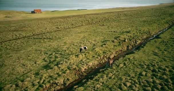 Copter survolant le champ de lave verte dans la vallée de l'Islande. Pâturage à cheval seul sur la prairie près de la mer .