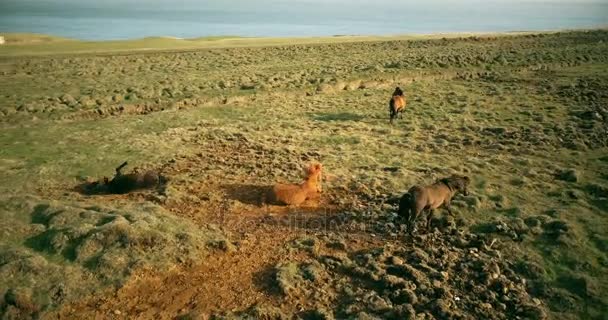 Copter vliegen over de wilde paarden grazen op het veld van de lava. Dier rollen in het zand aan de oever van de zee. — Stockvideo