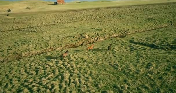 Vue aérienne du troupeau de chevaux marchant sur le champ de lave en Islande près de la mer. Animaux broutant sur le rivage .