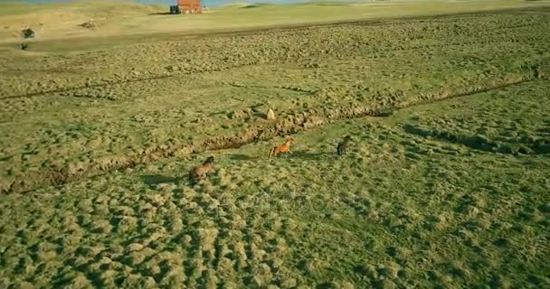 İzlanda'daki lav alanında deniz kenarında yürüyüş atların sürünün havadan görünümü. Kıyıda otlayan hayvanlar. — Stok video