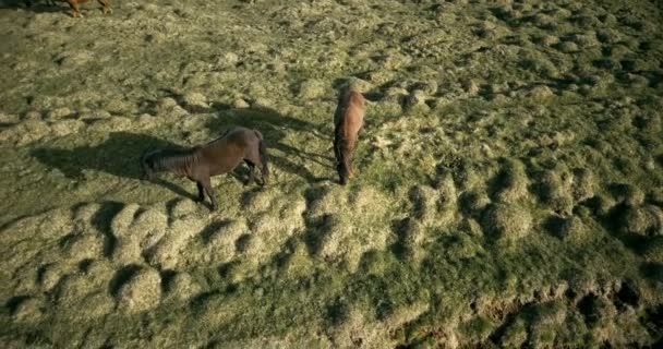 アイスランドの溶岩の上を歩く馬の空撮。野生動物の緑の牧草地に放牧. — ストック動画