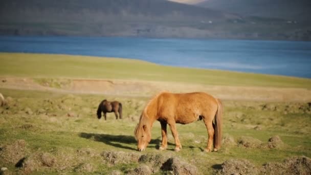Krásné islandský zázvor koně pasoucí se na louce. Farma zvířat mimo město u vody. — Stock video
