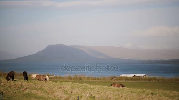 自然の動物農場の美しい景色。野生のアイスランドの馬が草を食べて、フィールドに放牧. — ストック動画